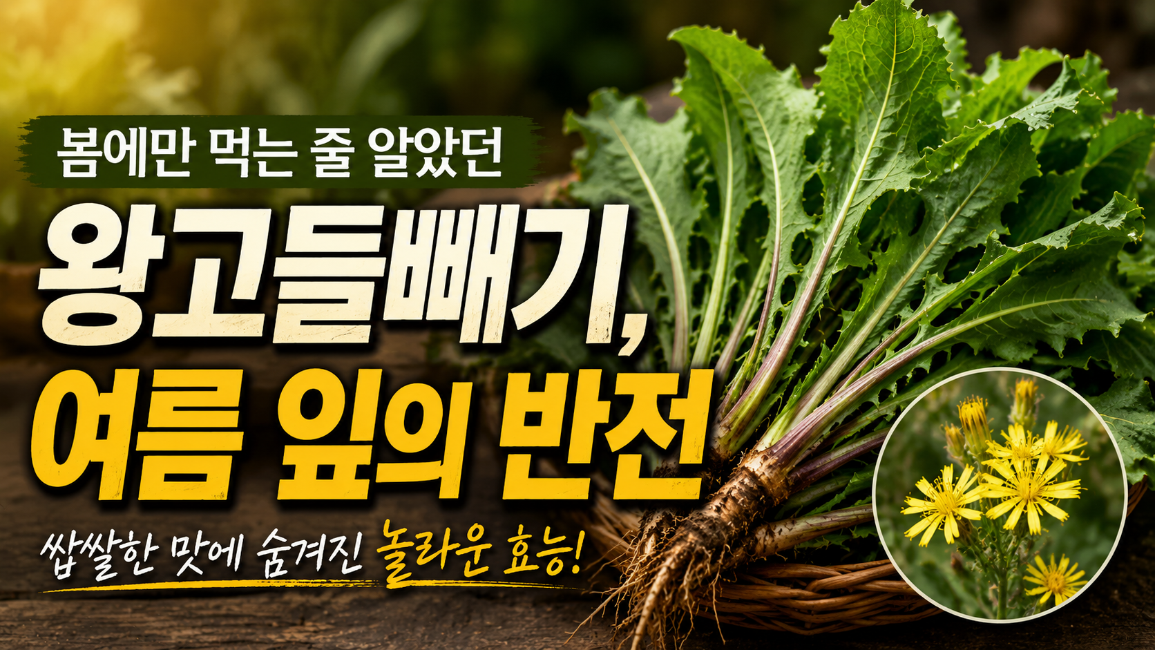 봄에만 먹는 줄 알았던 왕고들빼기, 여름 잎도 알고 보면 보물입니다